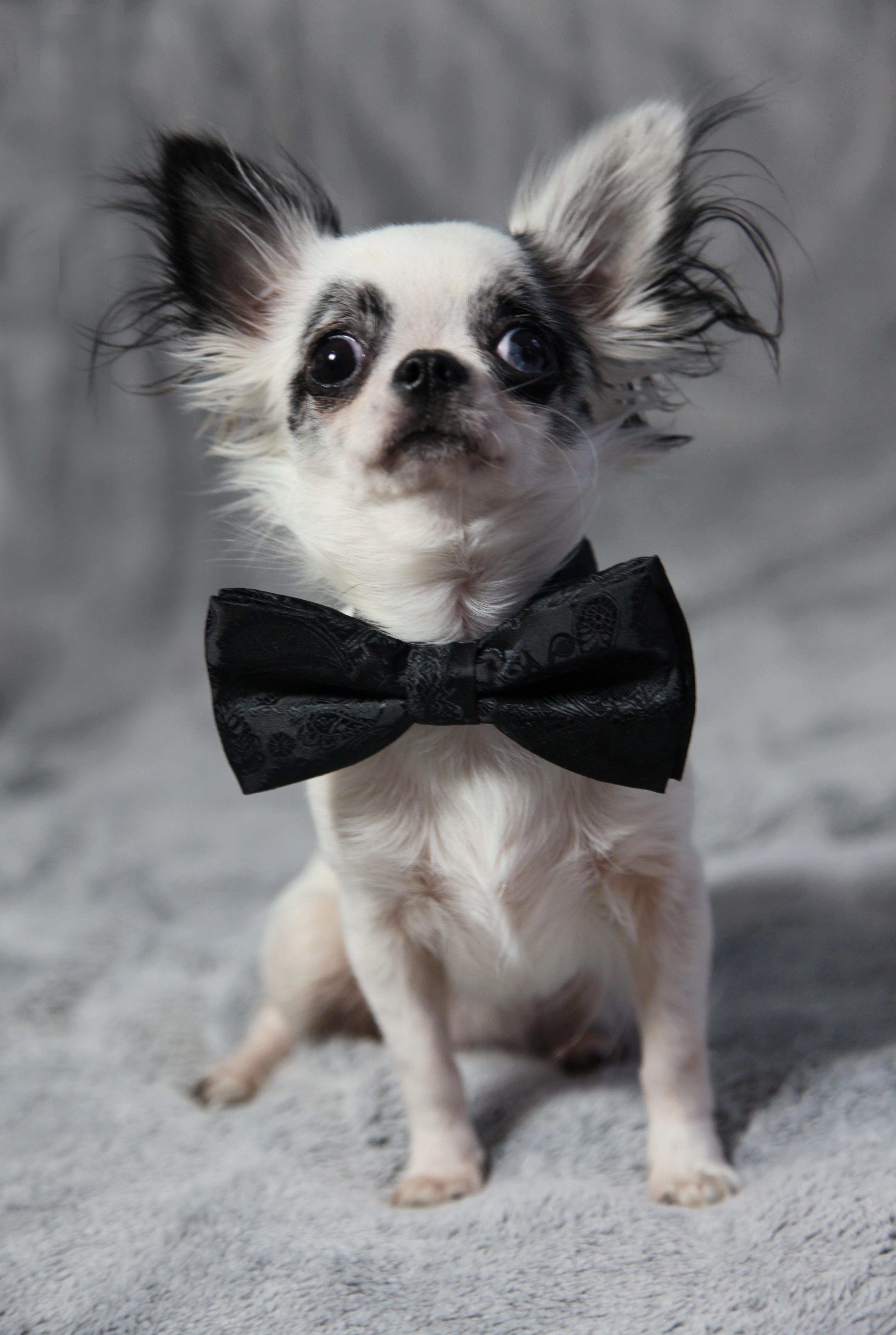 Chihuahua Mojito